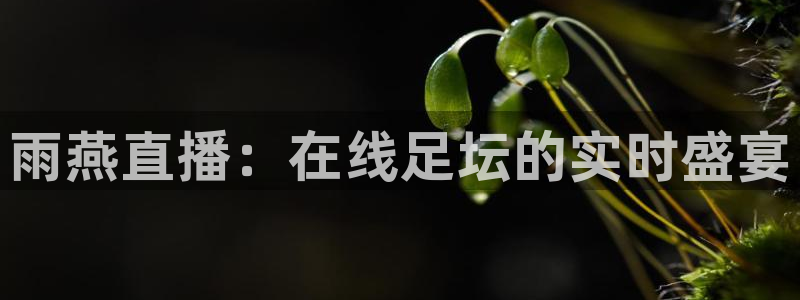雨燕直播：在线足坛的实时盛宴